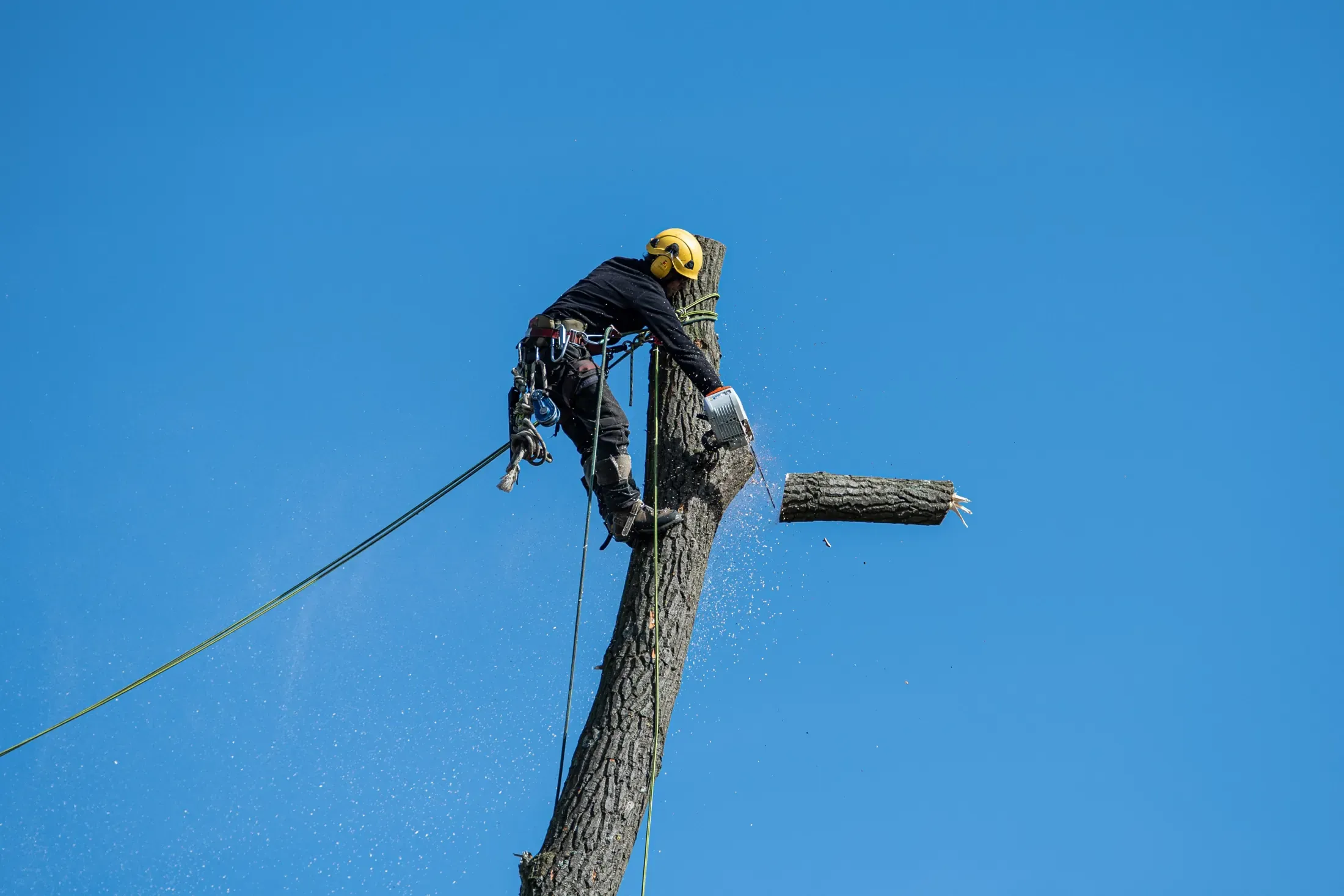 A climber in a tree sectioning the trunk with a chainsaw against a blue sky