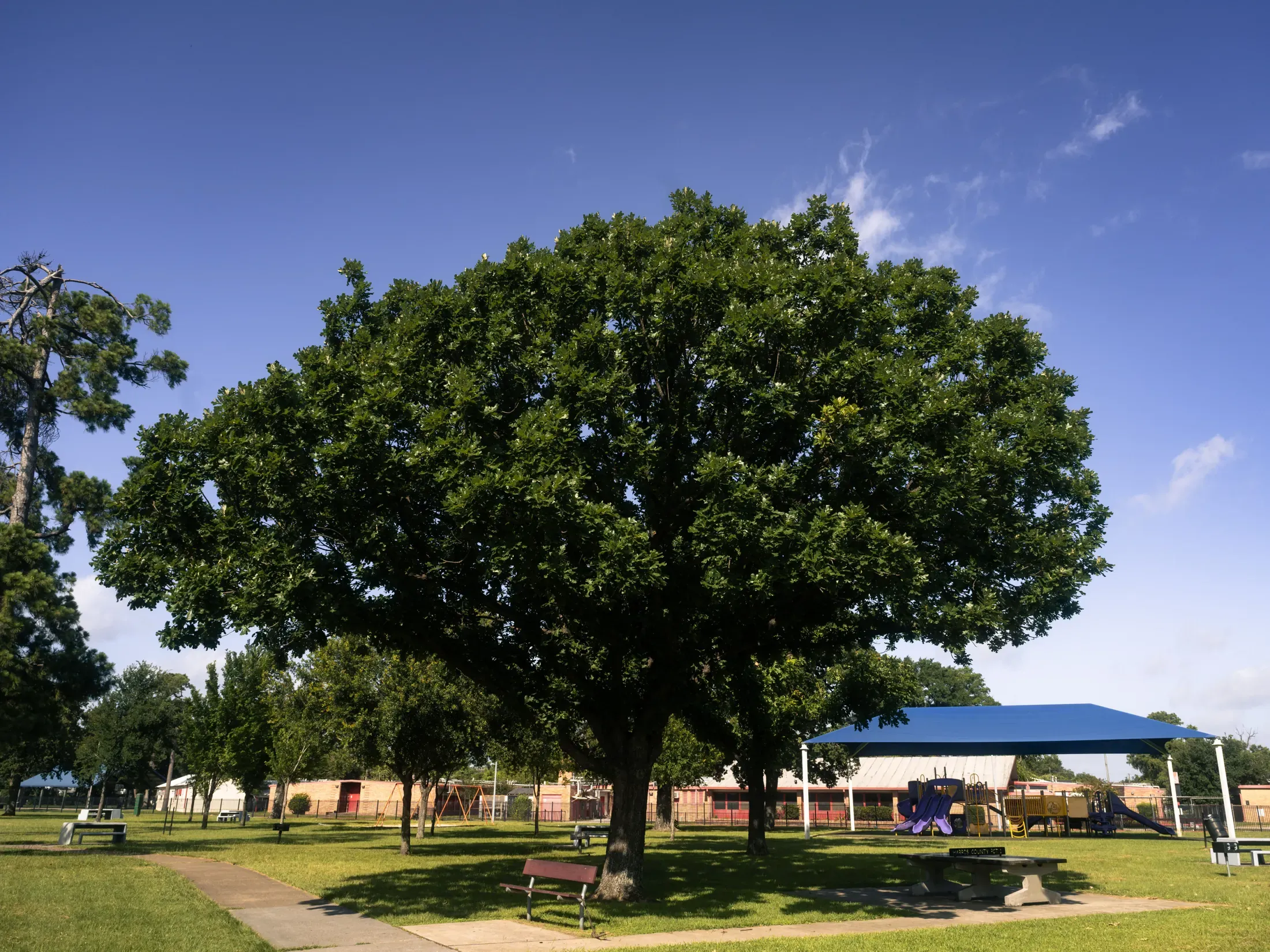 A large healthy shade tree in an open park under a blue sky