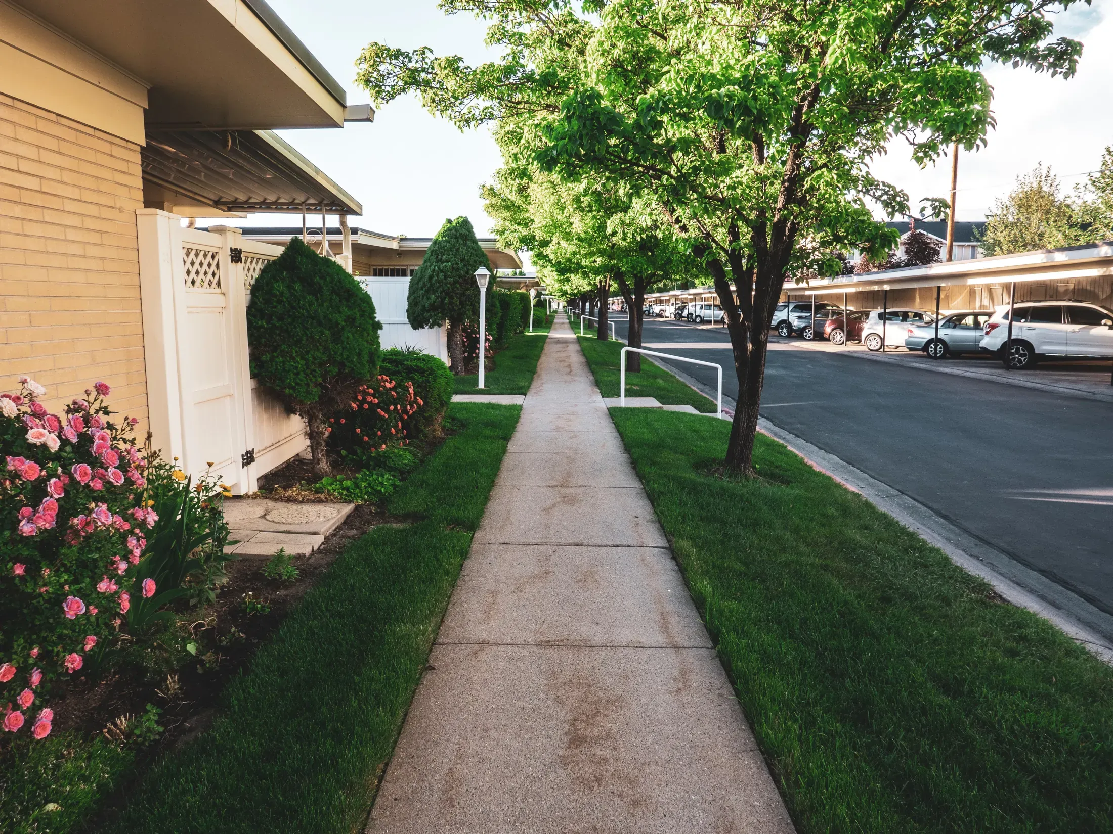 Mature street trees lining a residential sidewalk