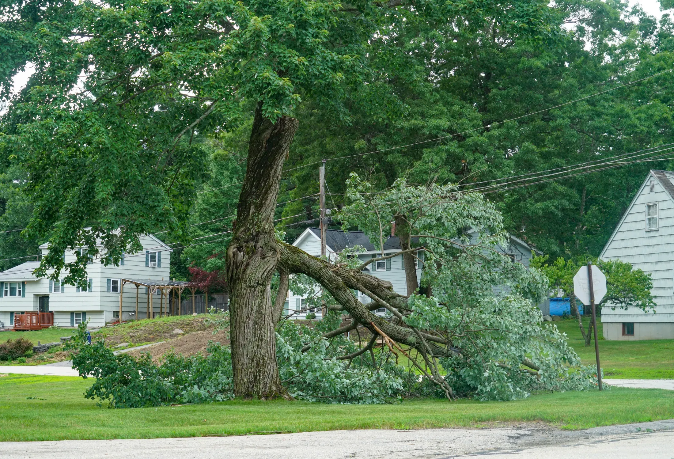 A large limb split from a tree after a storm in a residential yard