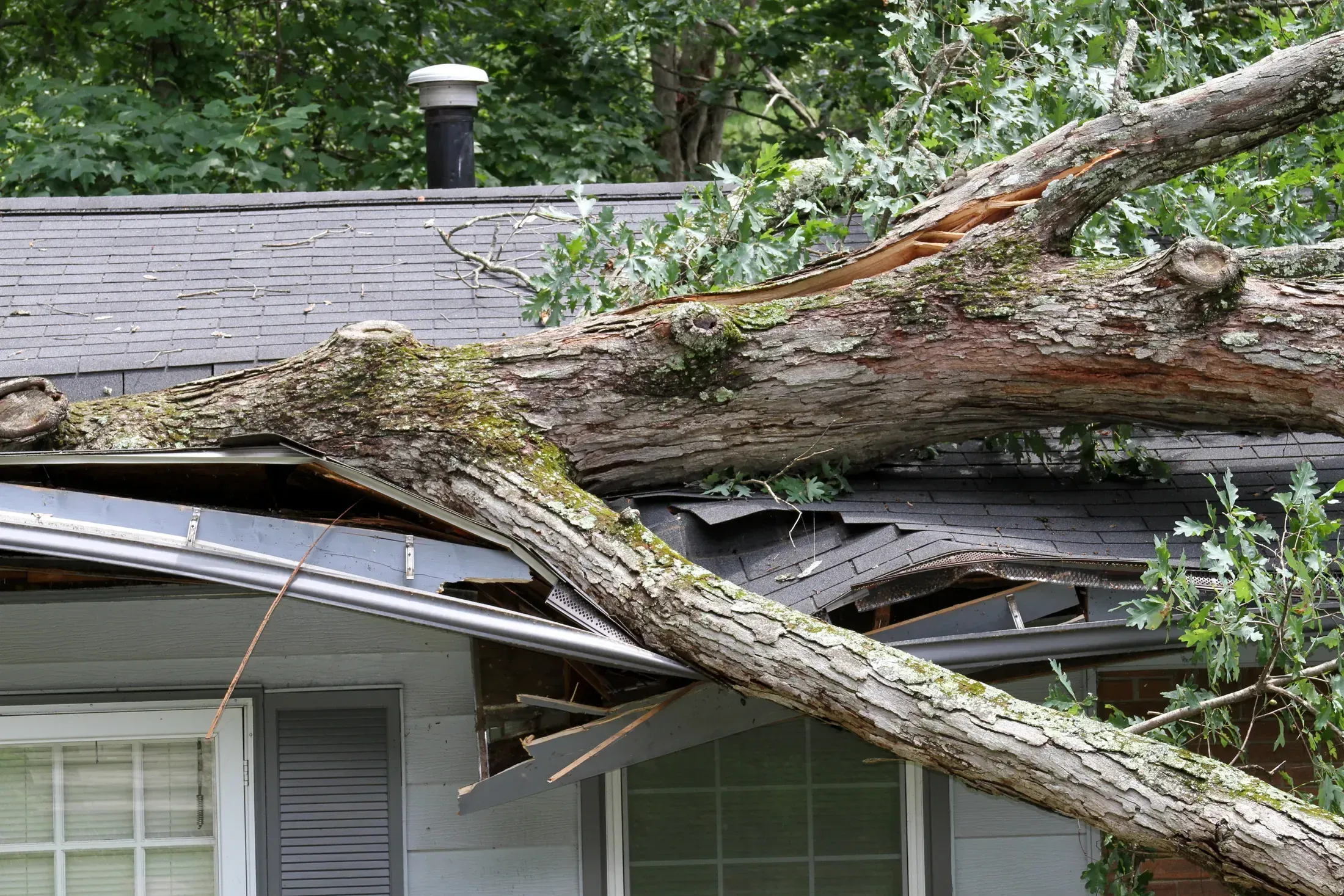 A storm-fallen tree resting on the roof of a house