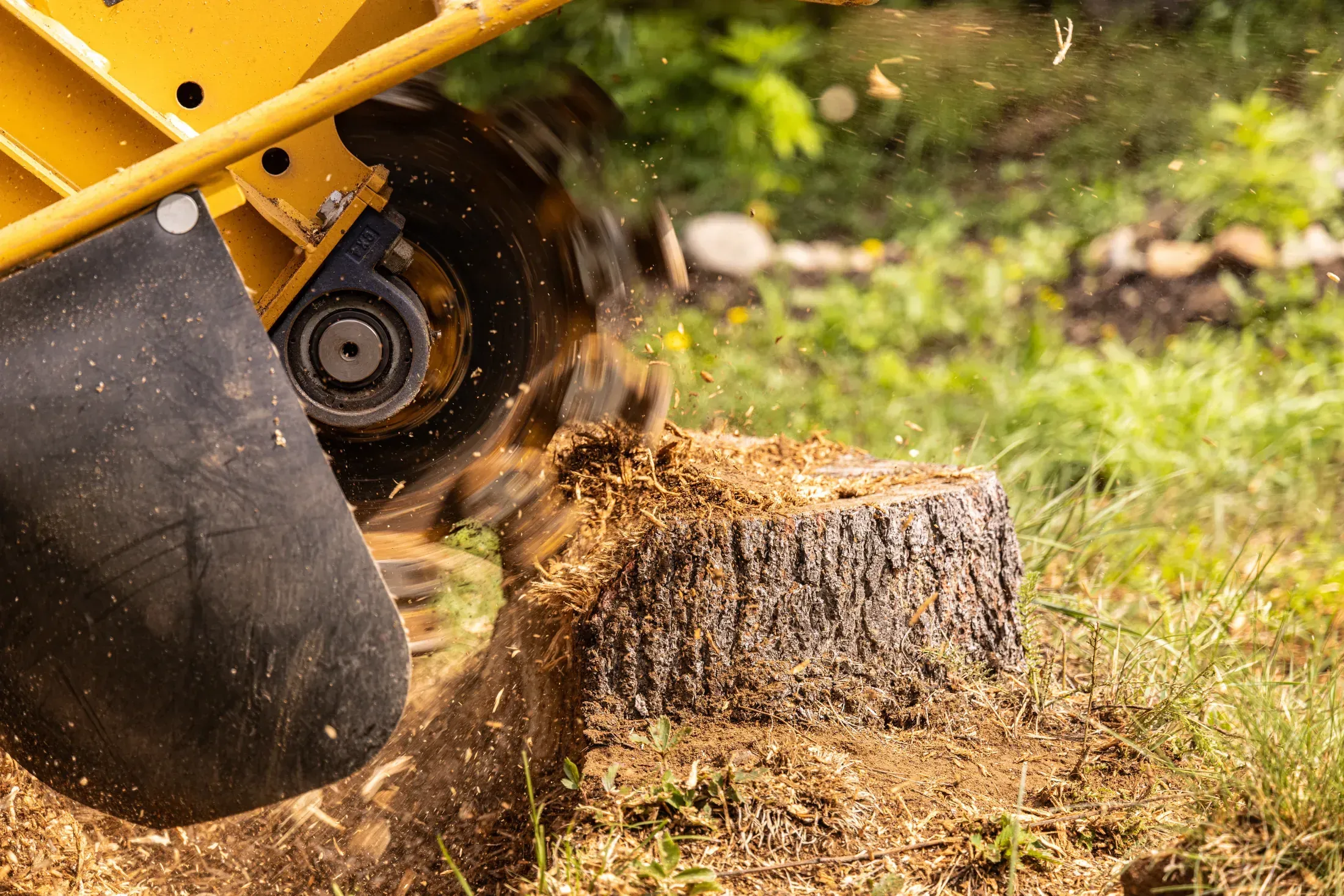 A stump grinder's cutting wheel chewing through a tree stump, with wood chips flying