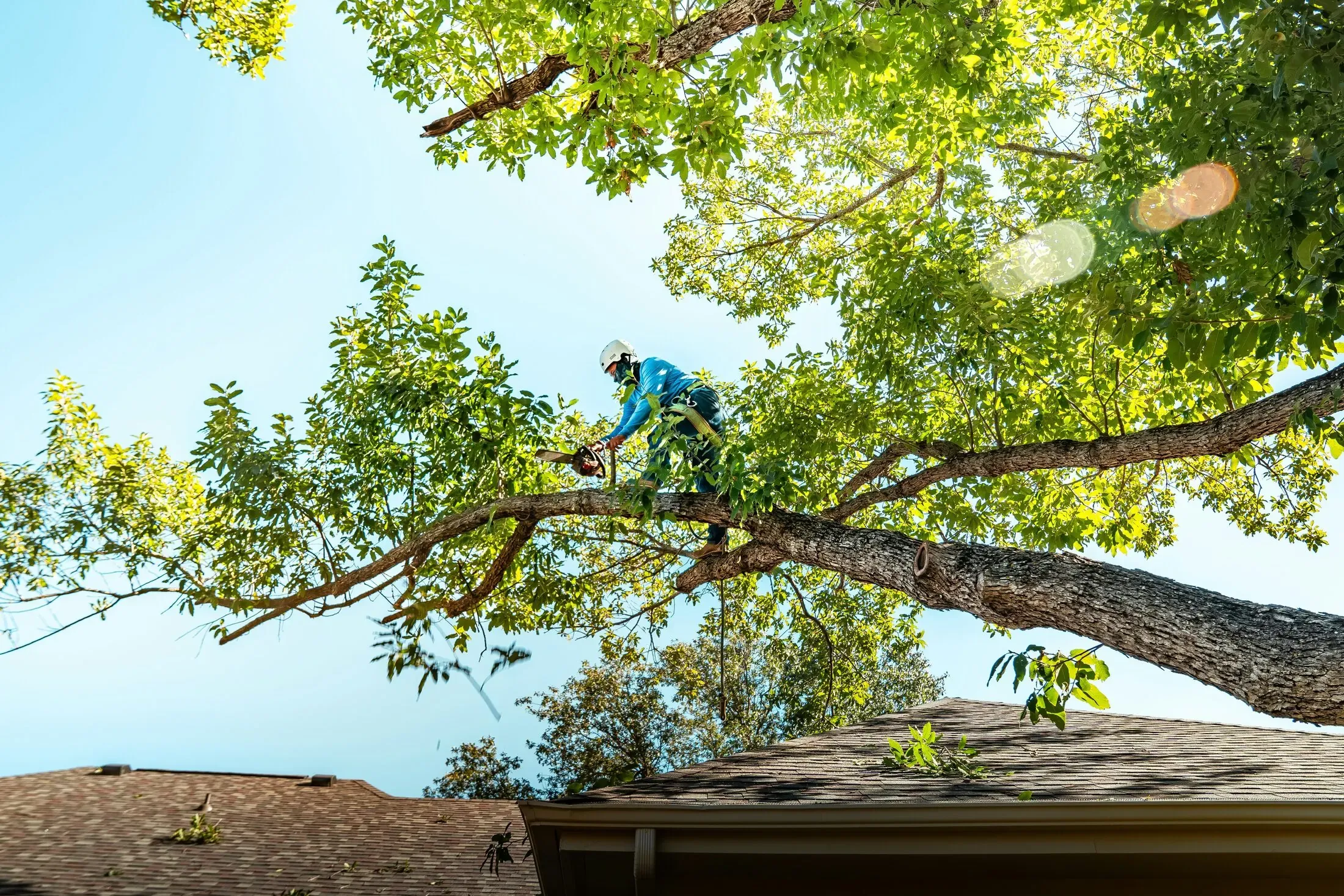 An arborist working in a tree canopy with pruning gear